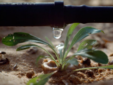 macro of a drip irrigation system